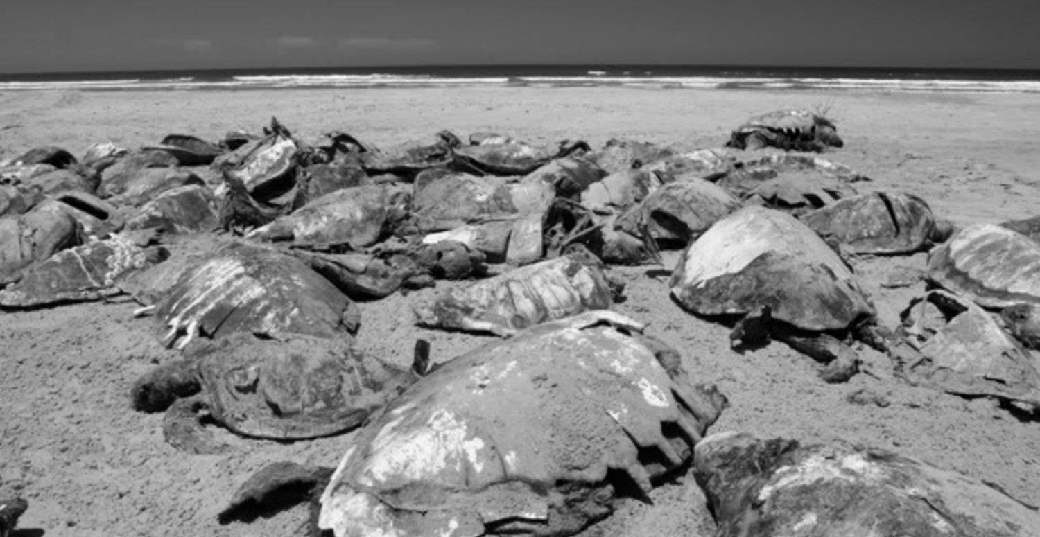 Más de 350 tortugas caguama han muerto en BCS en lo que va del año