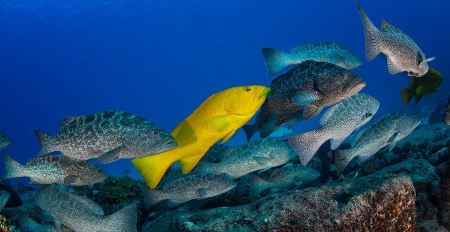 Áreas Naturales Protegidas enfrentan un nuevo recorte en el presupuesto para su conservación