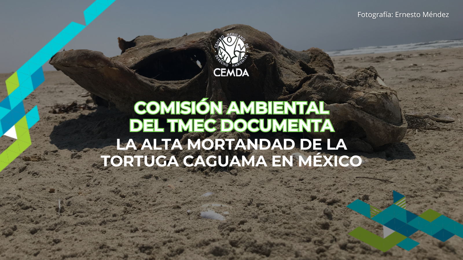 COMISIÓN AMBIENTAL DEL TMEC DOCUMENTA LA ALTA MORTANDAD DE LA TORTUGA CAGUAMA EN MÉXICO