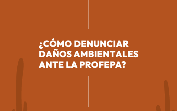 ¿Cómo denunciar daños ambientales ante la PROFEPA?