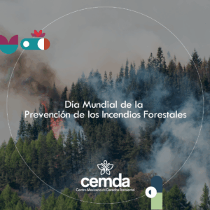 Los bosques se queman más y peor, pero hay mucho por hacer