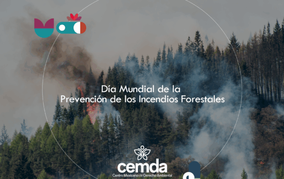 Los bosques se queman más y peor, pero hay mucho por hacer