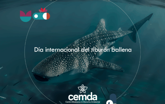 El tiburón ballena: viejo, grande y fascinante