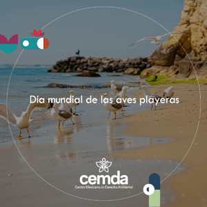 ¡Festejen las playas y a cantar como aves!