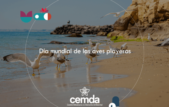 ¡Festejen las playas y a cantar como aves!