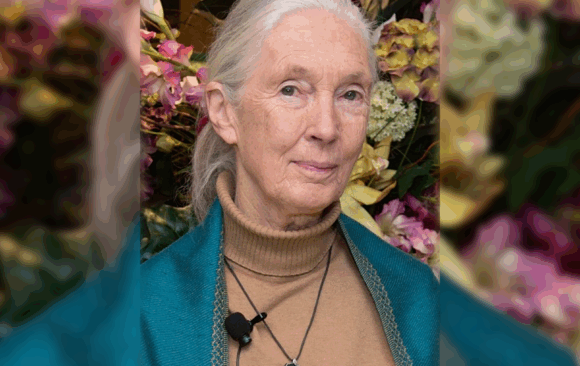 ¡Adiós, doctora Jane Goodall!