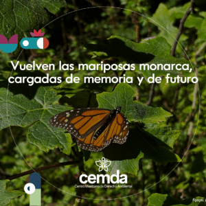 Vuelven las mariposas monarca, cargadas de memoria y de futuro