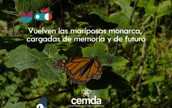 Vuelven las mariposas monarca, cargadas de memoria y de futuro